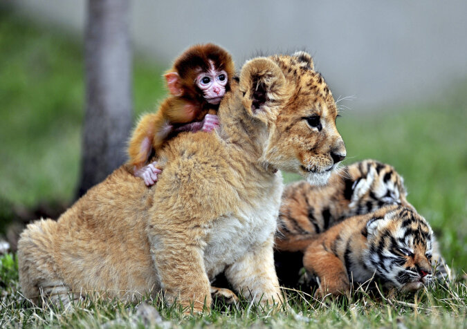 "Freundschaft von klein auf": Das Affenbaby liebt es, mit seiner Freundin den kleinen Tiger zu reiten, sie sind immer zusammen