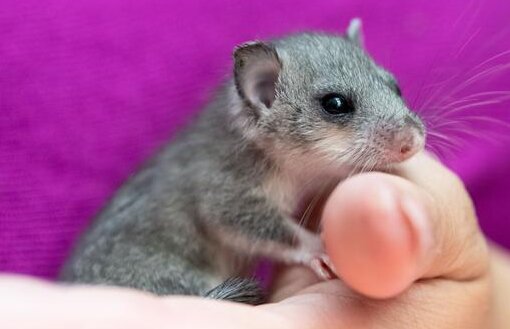 In Deutschland eröffnete man ein Tierheim  für kleine Mäuschen