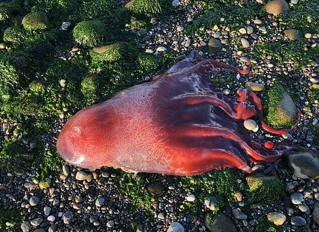 Seltener siebenarmiger Tintenfisch, der am Strand von Washington angespült gefunden wurde: die Enzelheiten