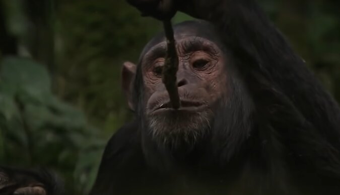 Schimpanse. Quelle: Screenshot YouTube