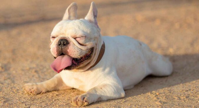 "Kratze meinen Rücken": Französische Bulldogge fand eine originelle Art der Selbstmassage