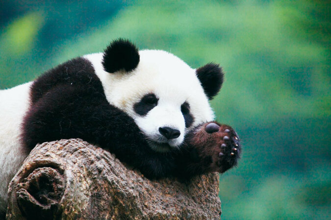 "Unerträgliche Liebe": Der Panda weigerte sich, seinen Tierpfleger loszulassen