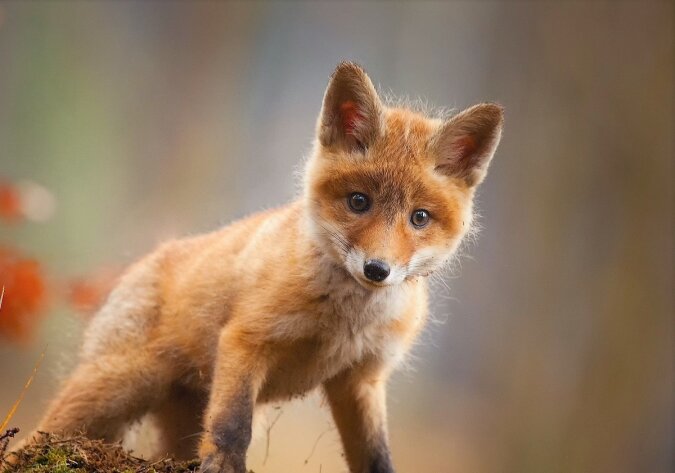 Der kleine Fuchs. Quelle: dailymail.co.uk