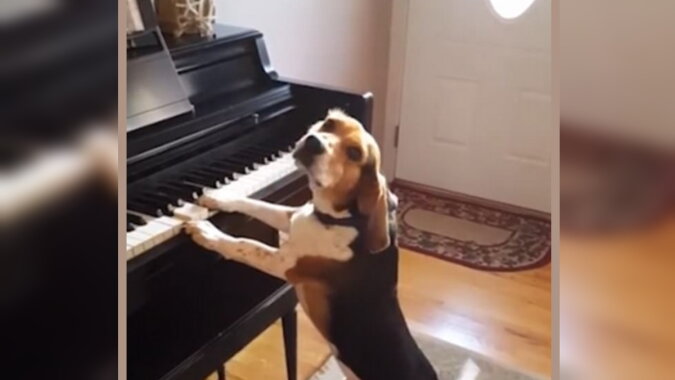 Talentierter Beagle. Quelle: dailymail.co.uk