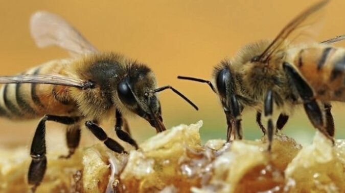 Bienen. Quelle: Getty Images