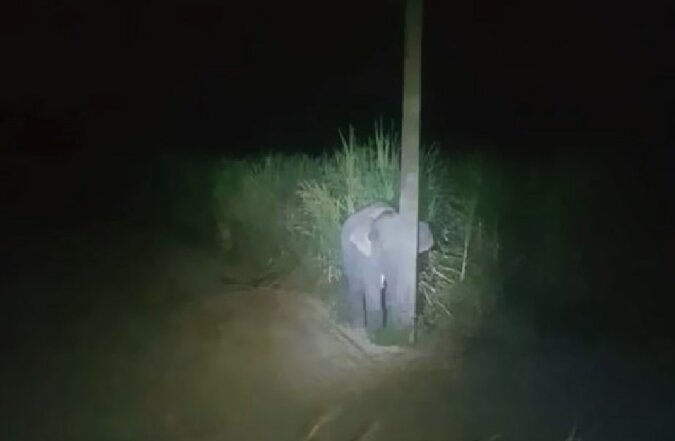 "Das Tierchen wurde ertappt": Entzückendes Elefantenbaby wurde beim Essen von Zuckerrohr erwischt