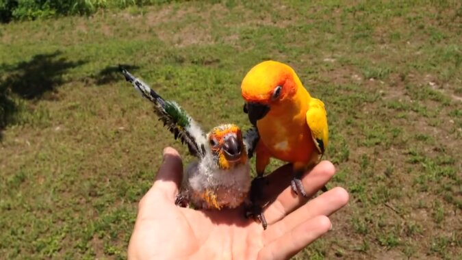 Elterlicher Instinkt: Der Papageienvater, der keine Partnerin hat, übernimmt die Aufgabe, sein Küken aufzuziehen
