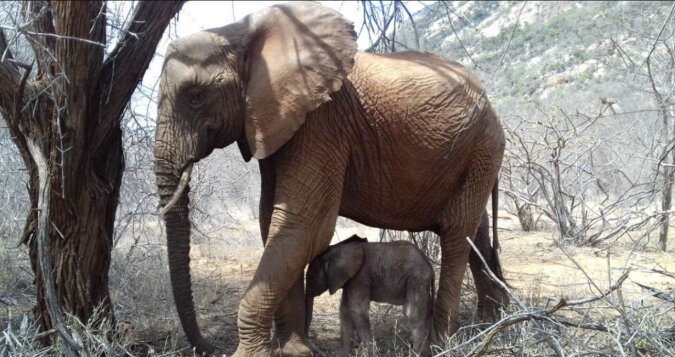 Der Elefant führte das neugeborene Elefantenbaby zu Menschen, die sein Leben retteten