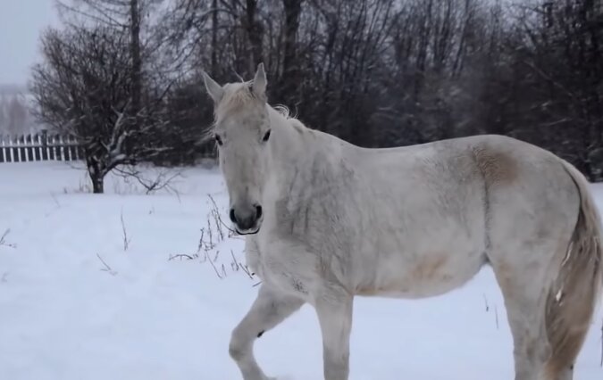 Pferd. Quelle: Screenshot YouTube