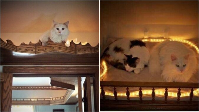 Katzen in ihrem einzigartigen Zuhause. Quelle: petpop.сom