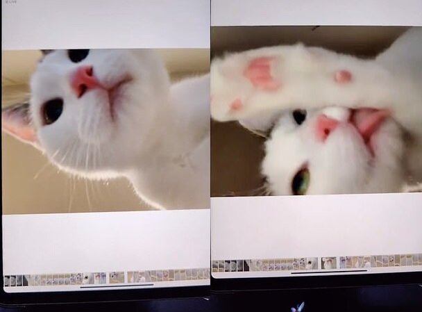 Katzen-Selfies. Quelle: dailymail.co.uk