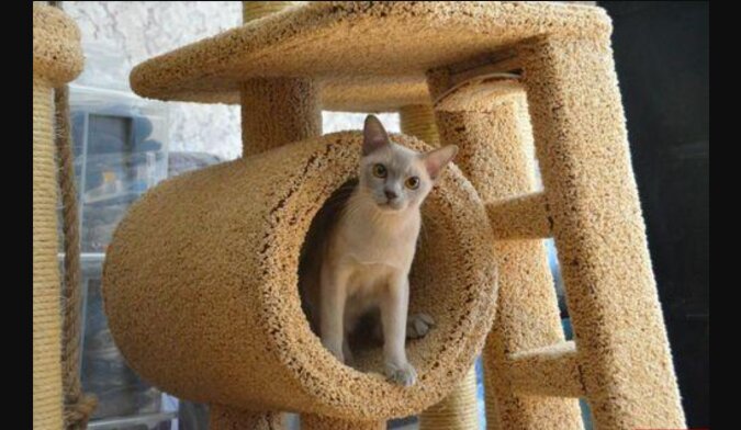 Ein Mann hat ein Jahr lang ein "Traumhaus" für seine Katzen gebaut: wie es nun aussieht