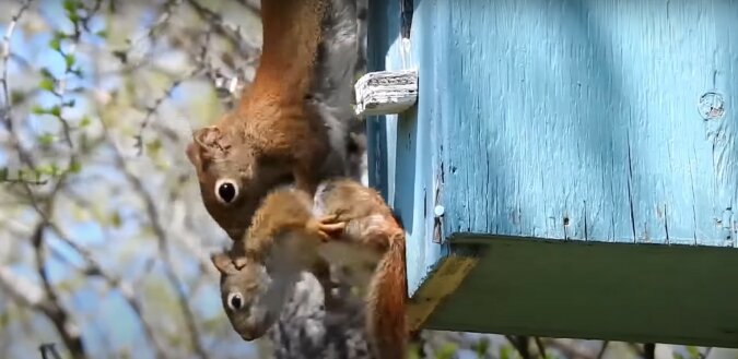 Eichhörnchen. Quelle: Screenshot YouTube