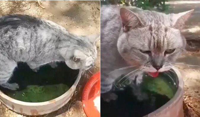 Eine streunende Katze trinkt Wasser. Quelle: petpop.сom