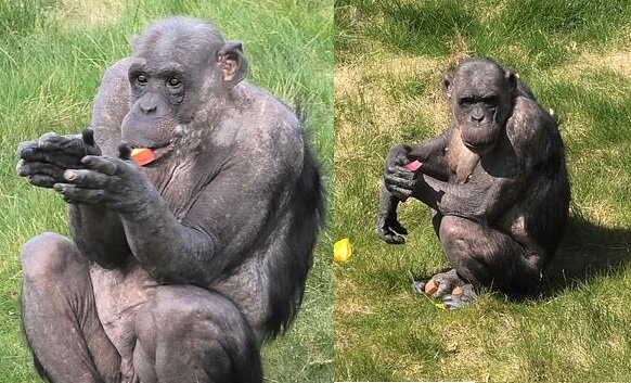 William, der 38-jährige Schimpanse. Quelle: dailymail.co.uk