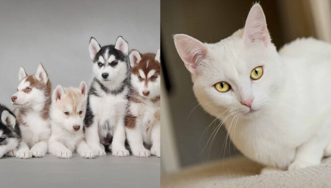 Katze und Husky-Welpen. Quelle: dailymail.co.uk