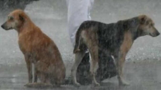 Hunde fanden Schutz neben einem Polizisten. Quelle: ntdtv.com
