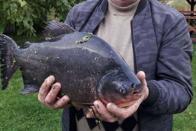 "Fisch mit menschlichen Zähnen": Der Besitzer ließ einen eigenartigen Fisch in den See frei