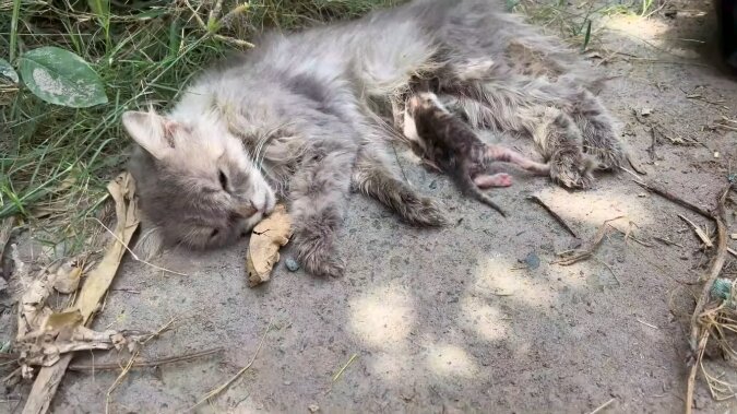 Eine Katzenmama lag mit ihren neugeborenen Kätzchen am Straßenrand: Autos fuhren vorbei, niemand hielt an