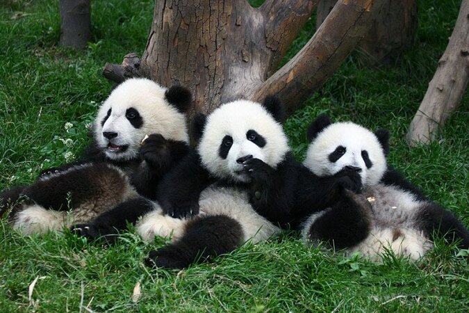 "Pelzige Freunde": Drei neugeborene Pandas verlassen einander für keine Minute