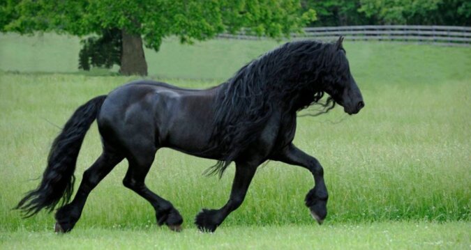 Grazie und Stärke: Friedrich der Große, der als das schönste Pferd der Welt bezeichnet wurde