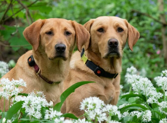 Labrador. Quelle: dailymail.co.uk