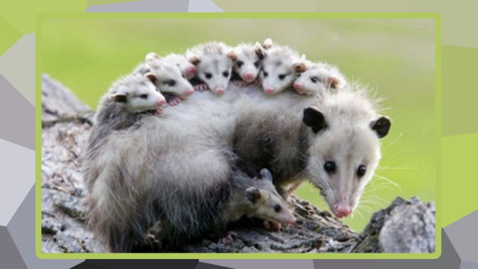 Opossums. Quelle: pinterest.com