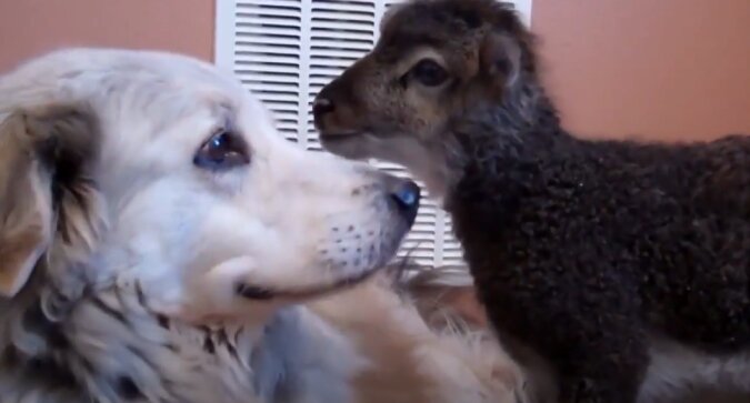 Hund und Lammenbaby. Quelle: Screenshot YouTube