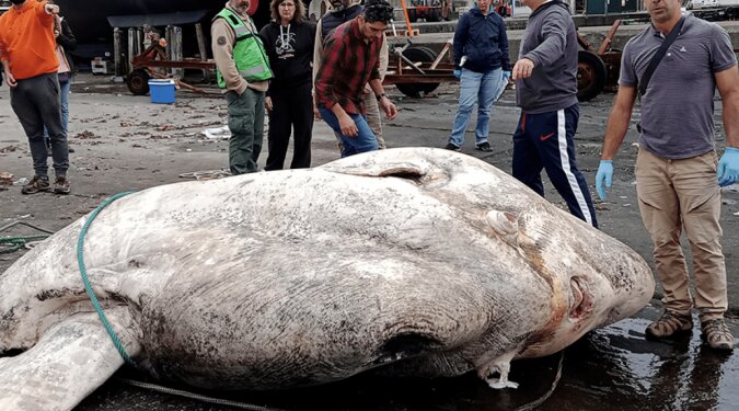Der schwerste Fisch der Welt, 3 Tonnen schwer. Quelle:Live Science