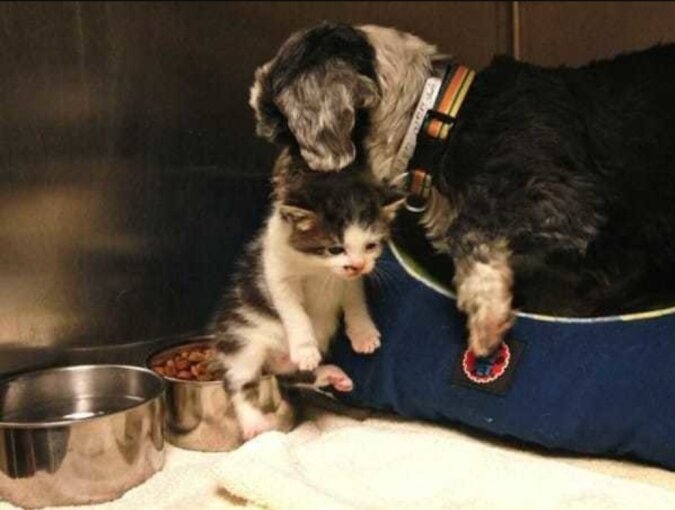 Der Hund fütterte und beschützte ein Kätzchen, das ausgesetzt wurde