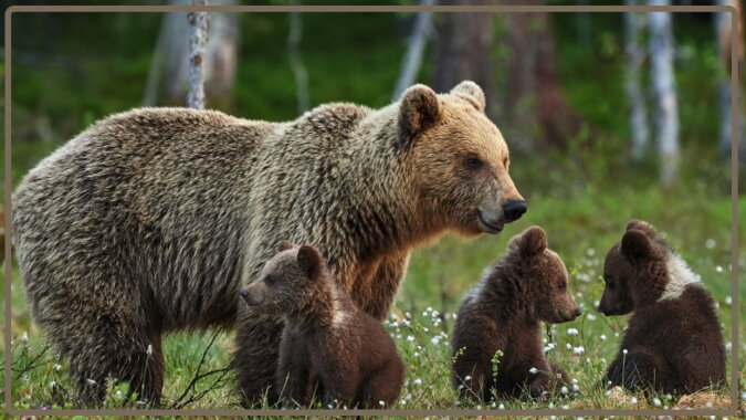 Eine Bärenfamilie. Quelle: goodfon.com