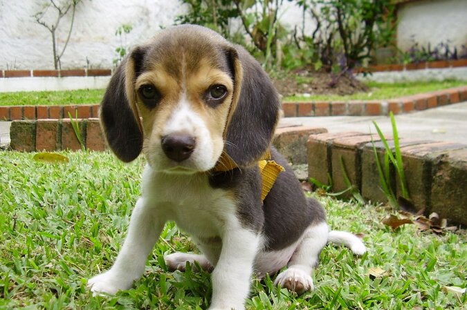 Beagle-Welpe. Quelle: dailymail.co.uk