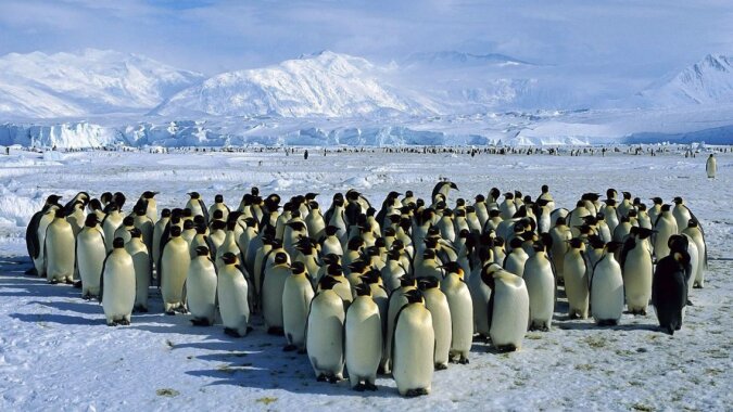 “Ein offenes Gespräch“: Zwei Gruppen von Pinguinen trafen sich, um sich zu unterhalten