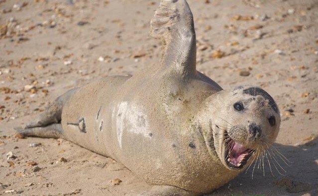 Herr Freundlichkeit: Der Seehund Sammy liebt es, mit Urlaubern am Strand zu kuscheln