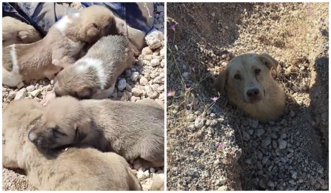 Der Tierarzt fand den Hund und die Welpen unter dem Erdrutsch. Quelle: petpop.сom