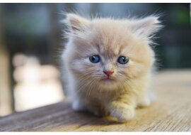 Munchkin-Kätzchen. Quelle: Getty Images