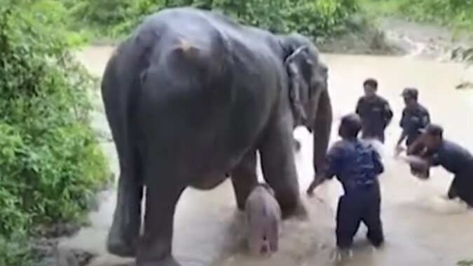 Elefantenmutter bringt einzigartiges weißes Elefantenbaby zur Welt. Quelle: Screenshot YouTube