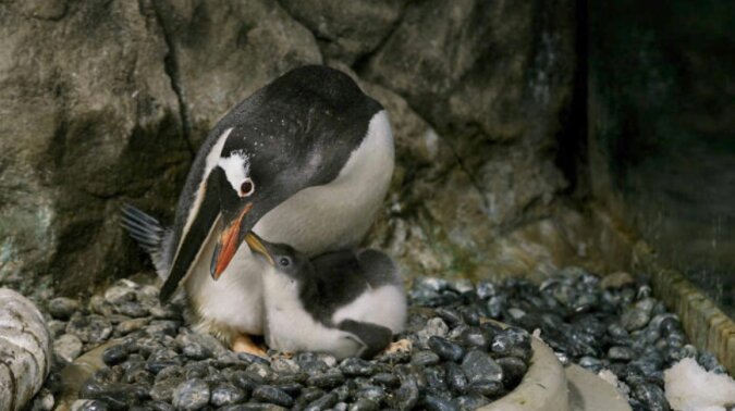 "Liebevolle Eltern": Ein fürsorgliches Pinguinpaar hat erfolgreich ein Ei ausgebrütet