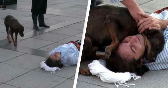 Ein streunender Hund hat eine Straßenvorstellung untergebrochen, um einen Schauspieler zu trösten