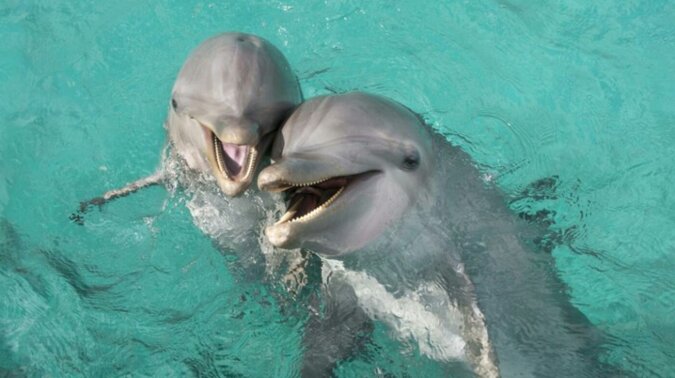 Ein Delfin schwamm an den Strand, und die Fischer retteten ihn umsonst: Er durfte nicht zurück ins Wasser