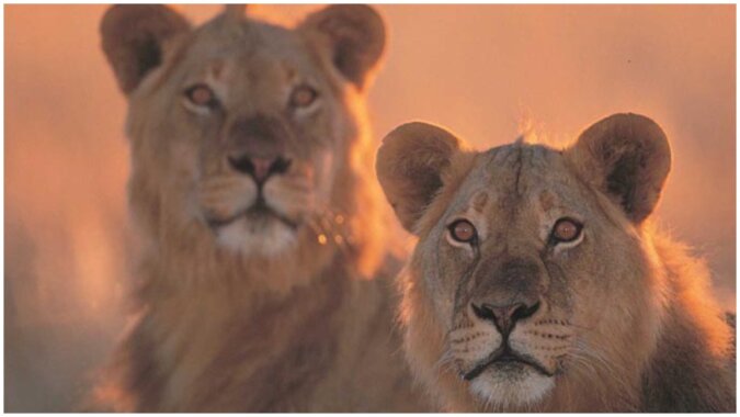 Forscher entdecken, dass Löwen seit fast 20 Jahren ausgestorben sind.  Quelle: focus.сom