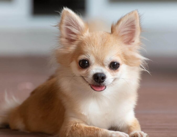Der entzückende Chihuahua. Quelle: dailymail.co.uk