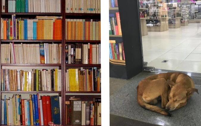 Der Hund neben einer Buchhandlung. Quelle: museum.com