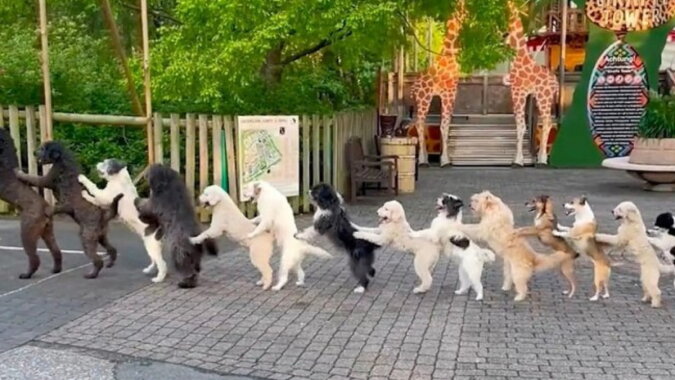 Hunde stehen zusammen. Quelle: petpop.com
