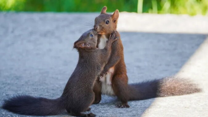 Süße Eichhörnchen. Quelle: goodhouse