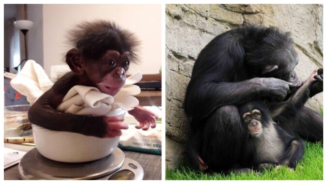 Schimpansenmutter und Jungtier. Quelle: petpop.com