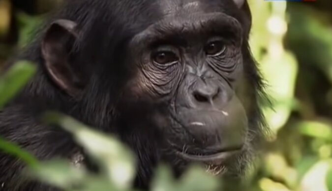 Schimpansen. Quelle: Screenshot YouTube