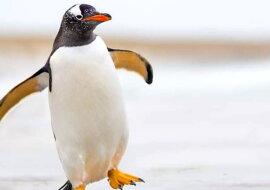 Pinguin. Quelle: detaly.com
