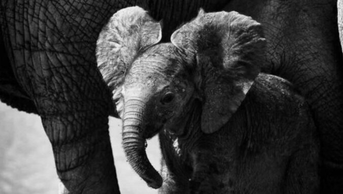 Kleiner Elefantenjunge. Quelle: www. travelask.сom