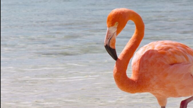 Ein Flamingo. Quelle: dailymail.co.uk